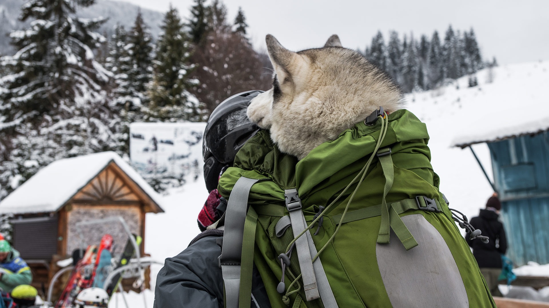 Hund im Rucksack Skiurlaub