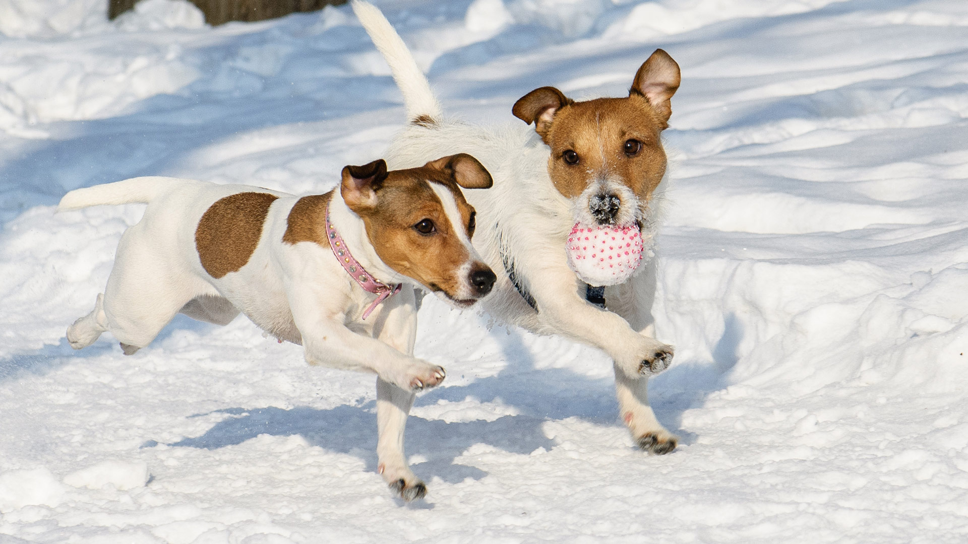 Hunde mit Ball im Schnee