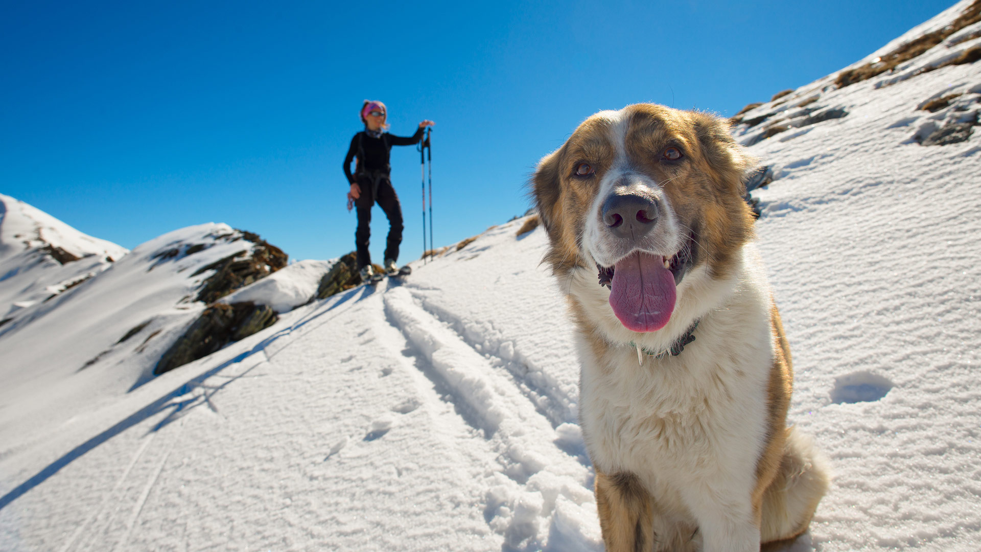 Skiurlaub mit Hund - Skitouren