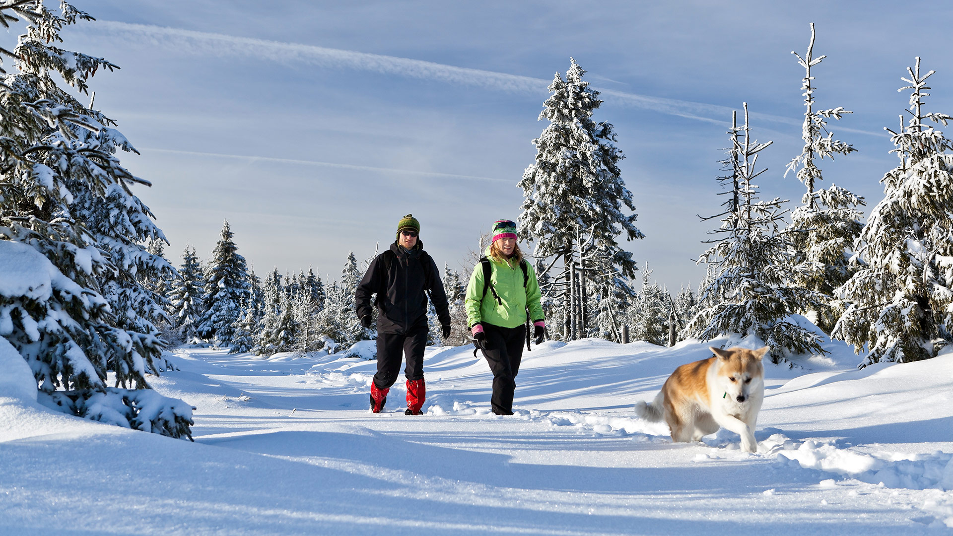 Winterspaziergang Hund